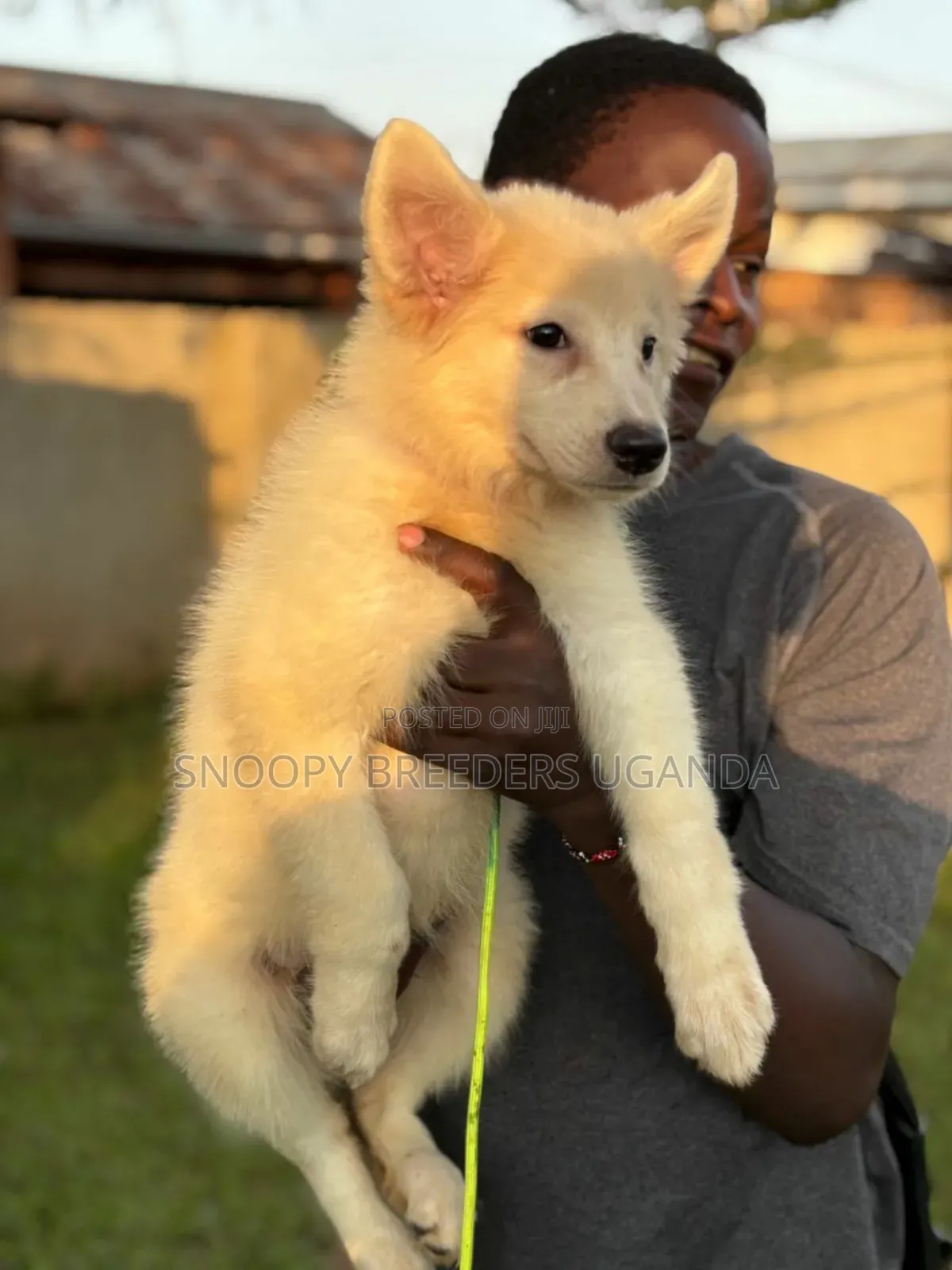 1-3 months Male Purebred White Shepherd