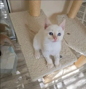 1-3 months Male Purebred Norwegian Forest
