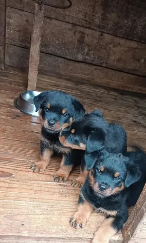 0-1 month Male Purebred Rottweiler