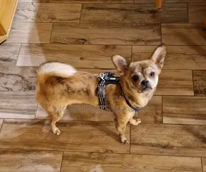 3-6 months Male Purebred Japanese Spitz