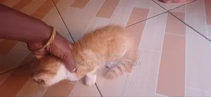 1-3 months Male Purebred Bombay