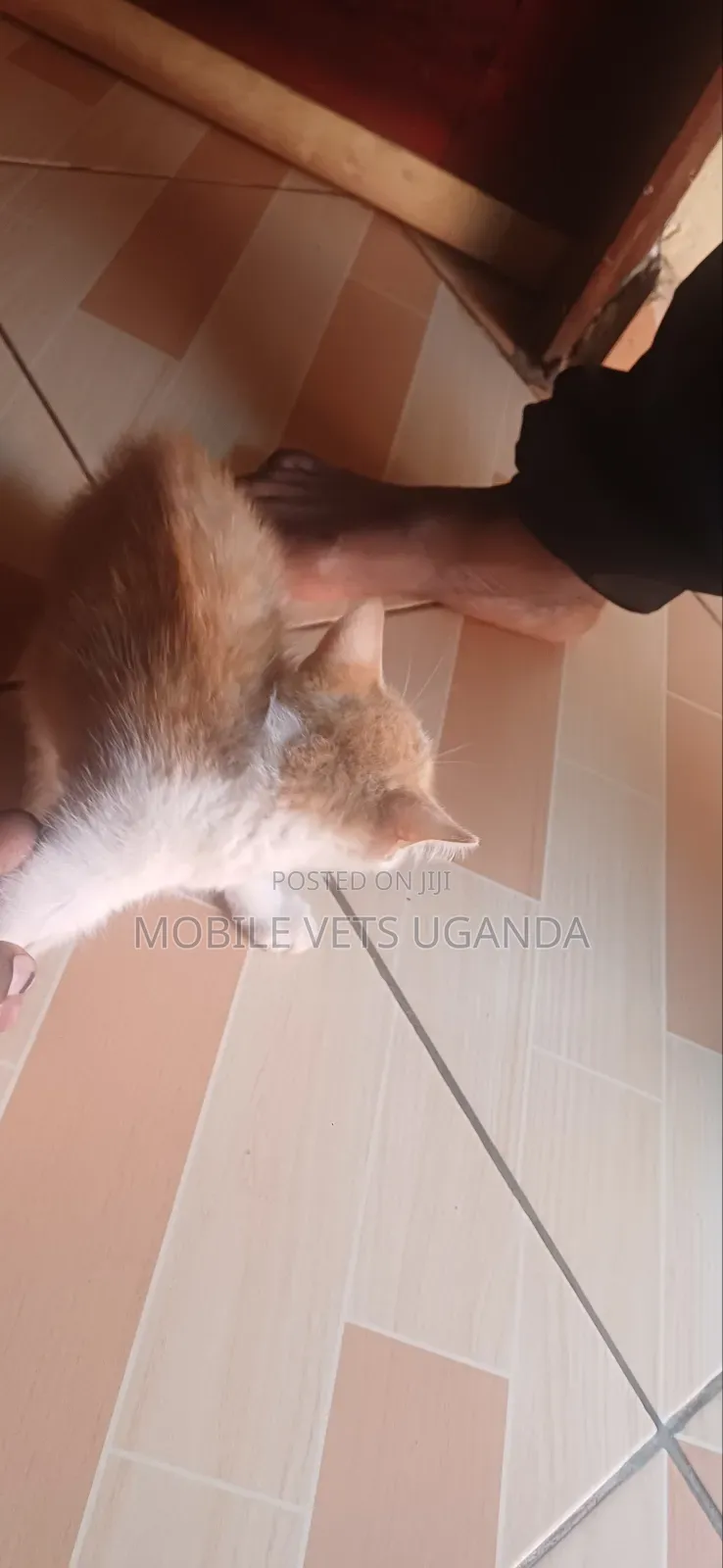 3-6 months Female Purebred Bombay