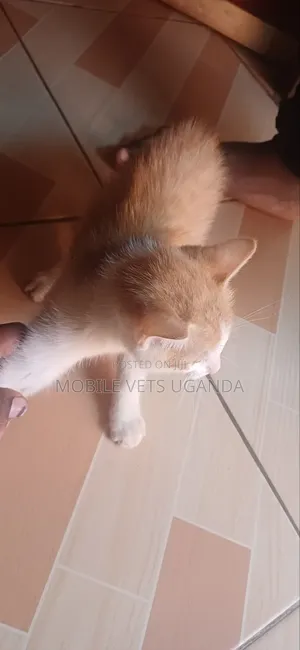 3-6 months Female Purebred Burmilla