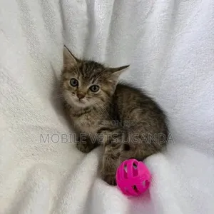 1-3 months Male Purebred Birman
