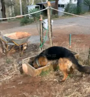 6-12 months Female Purebred German Shepherd