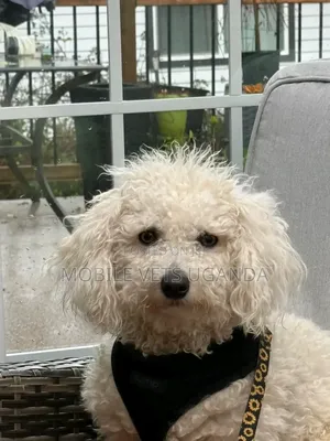 3-6 months Male Purebred Maltese