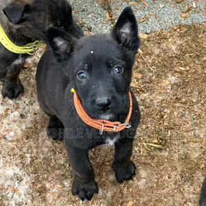 1-3 months Male Purebred Belgian Malinois
