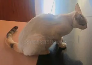 1-3 months Male Purebred American Curl