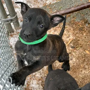 1-3 months Female Purebred Belgian Malinois