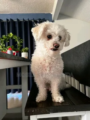 1-3 months Female Purebred Maltese