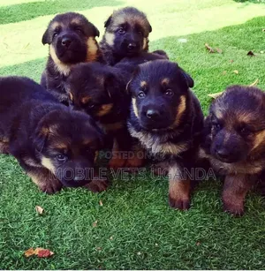 0-1 month Male Purebred German Shepherd