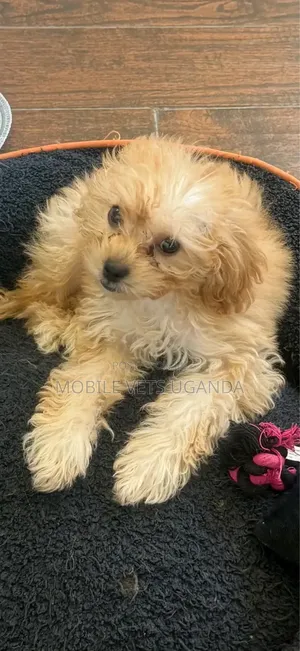1-3 months Female Purebred Maltese