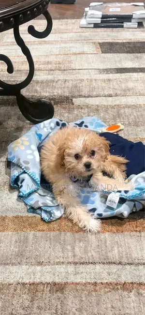 3-6 months Male Purebred Maltese