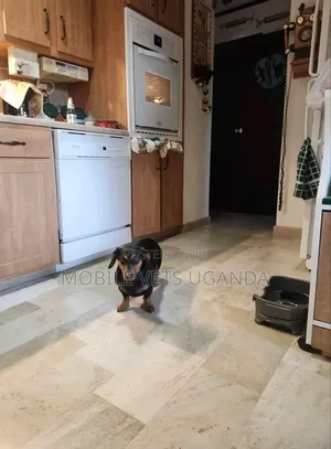 3-6 months Female Purebred Dachshund