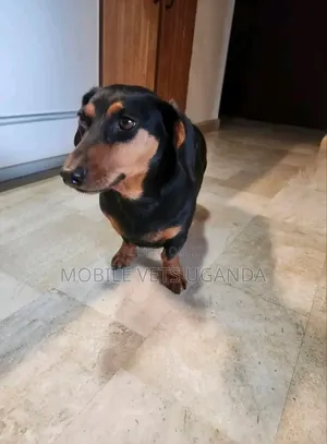 3-6 months Female Purebred Dachshund