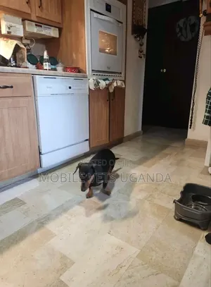6-12 months Female Purebred Dachshund