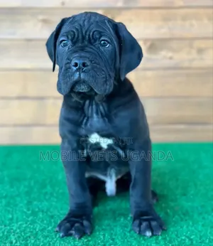 1-3 months Male Purebred Boerboel