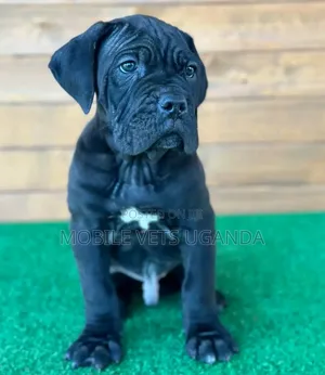 3-6 months Female Purebred Boerboel