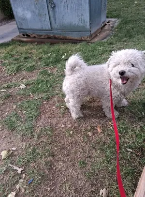 3-6 months Male Purebred Maltese
