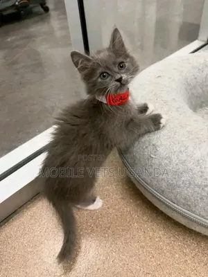 0-1 month Male Purebred British Shorthair