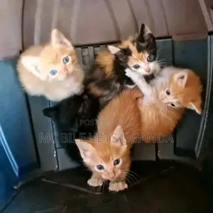 1-3 months Female Purebred Tonkinese