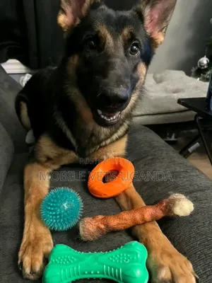 6-12 months Male Purebred German Shepherd