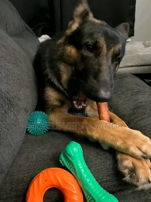 6-12 months Female Purebred German Shepherd