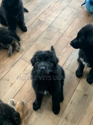 1-3 months Male Purebred German Shepherd