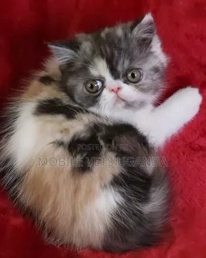 1-3 months Male Purebred Persian