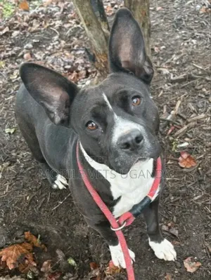 3-6 months Male Purebred American Pit Bull Terrier
