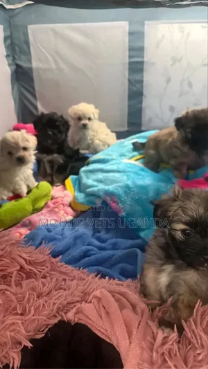 1-3 months Male Purebred Maltese