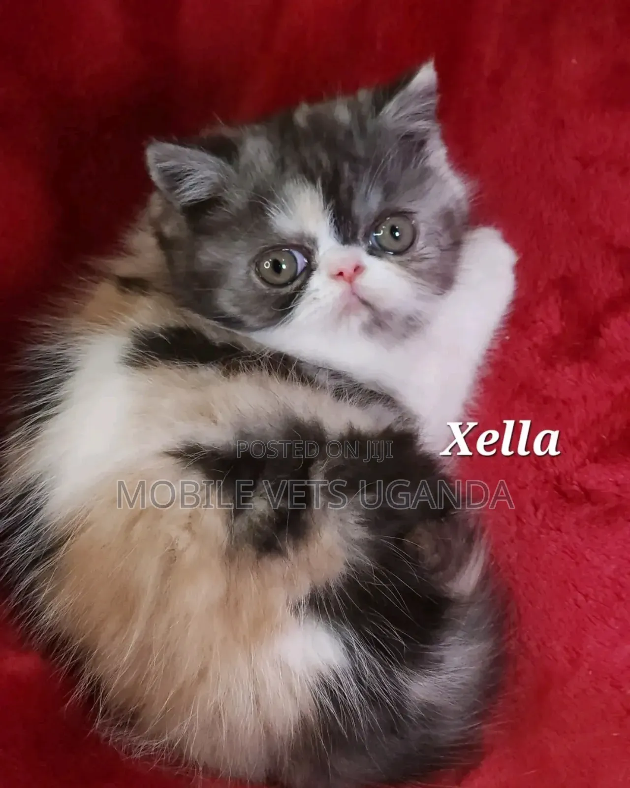 1-3 months Female Purebred Manx