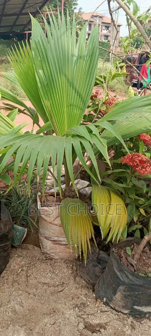 Fiji Fan Palm