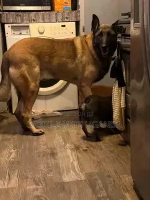 6-12 months Male Purebred Belgian Malinois
