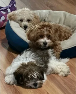 3-6 months Male Purebred Maltese