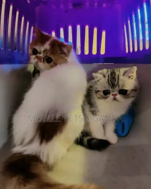 1-3 months Male Purebred Persian