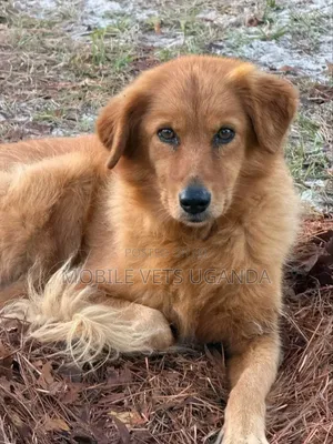 3-6 months Female Purebred Golden Retriever