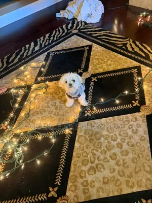 1-3 months Male Purebred Maltese