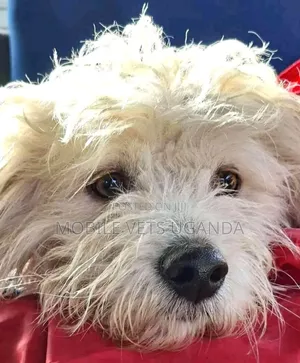 1-3 months Female Purebred Maltese
