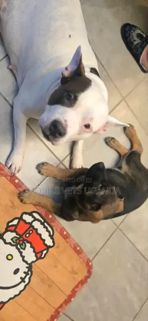 3-6 months Male Purebred American Pit Bull Terrier