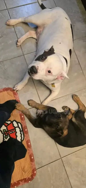 6-12 months Female Purebred American Pit Bull Terrier