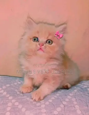 1-3 months Male Purebred Persian