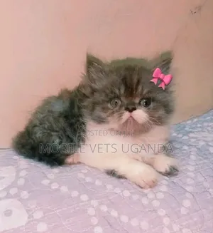 1-3 months Female Purebred Persian