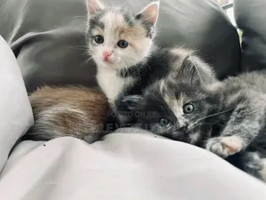 0-1 month Female Purebred Burmese
