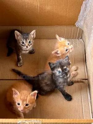 1-3 months Male Purebred Javanese