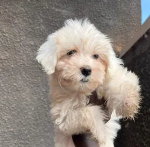 1-3 months Male Purebred Maltese