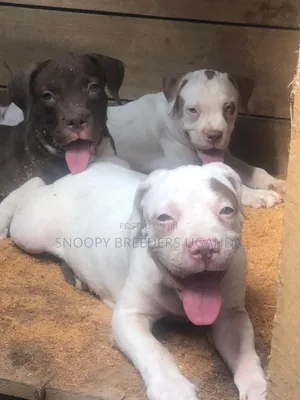 3-6 months Male Purebred American Pit Bull Terrier