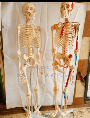 Human Skeleton Teaching Model