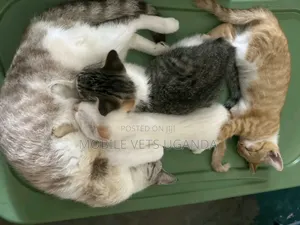 1-3 months Male Purebred British Shorthair