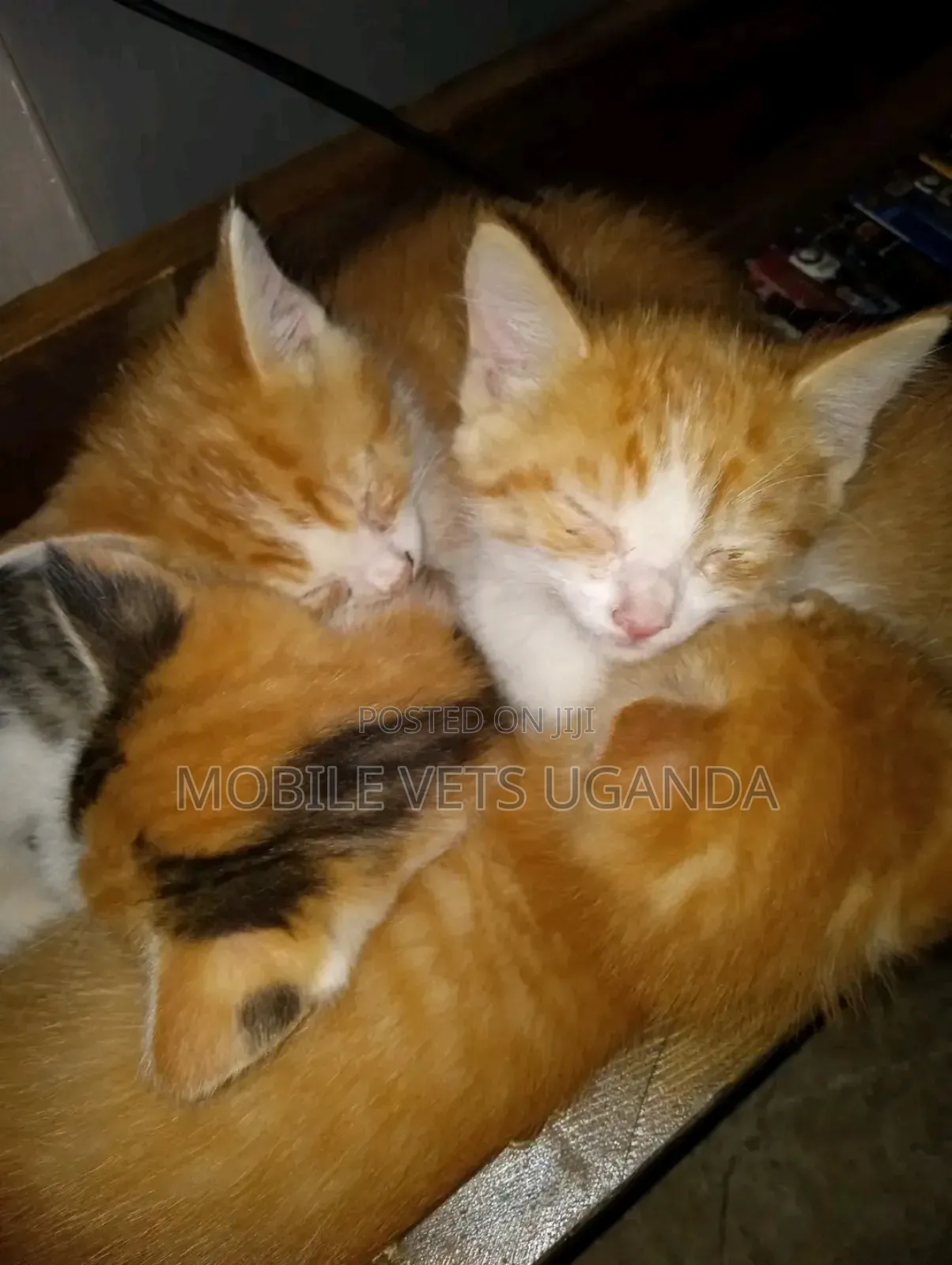 1-3 months Male Purebred Birman